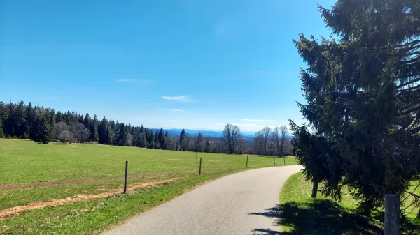 Bucina